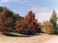 Vegetación de las Sierras