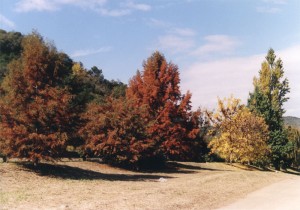 Vegetación de las Sierras